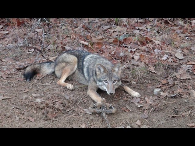 Coyote and Fox Gland lure explained 