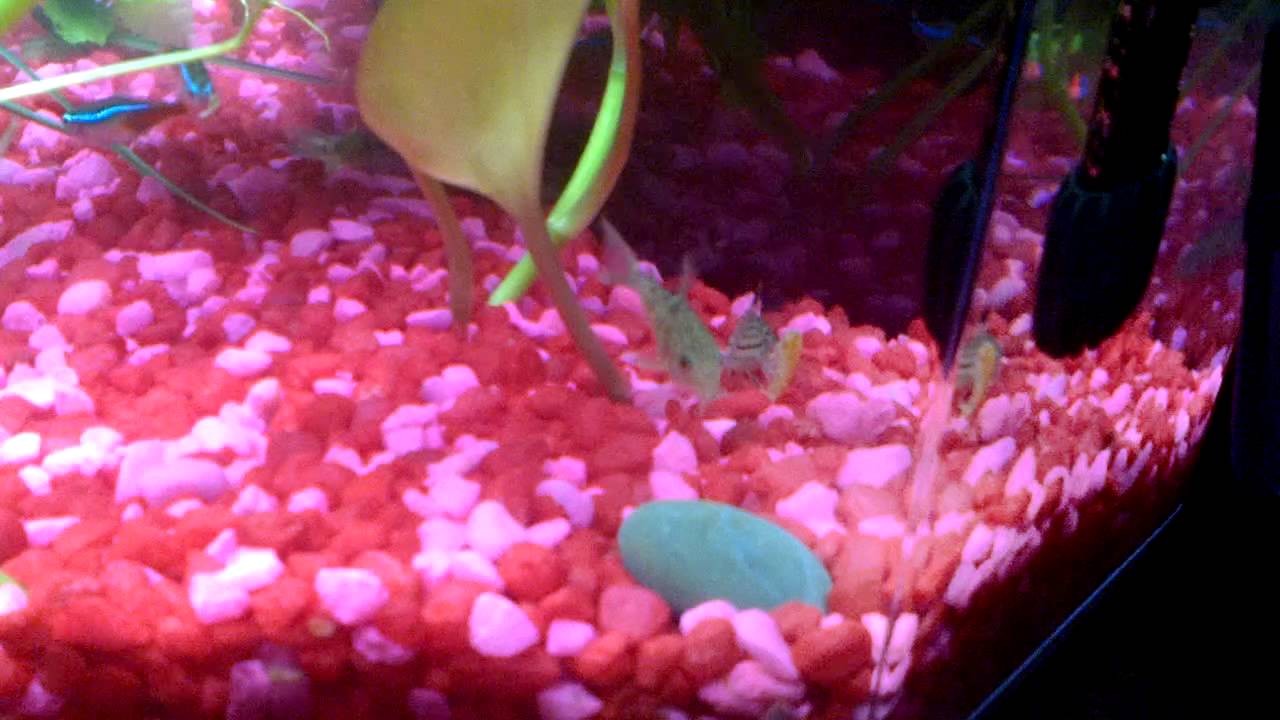 neon tetras eating and cory catfish YouTube