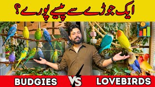 Lovebirds Mutations vs Budgies 💸 | 1 Lakh Laga Kar 1 Pair Se Paise Poray! 😇 Kasay? 😳 #birdsbusiness 