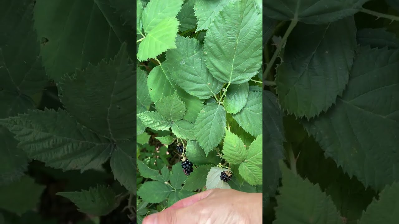 347 What is the difference between blackberries and mulberries?#shorts