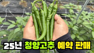 25년산 청양고추 예약 판매! 오늘 라이브 중 몇 분께 청양고추 1KG 무료 드립니다