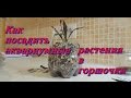 Аквариумные растения в горшочках.