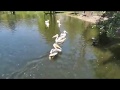 Feeding the St. James's Park Pelicans