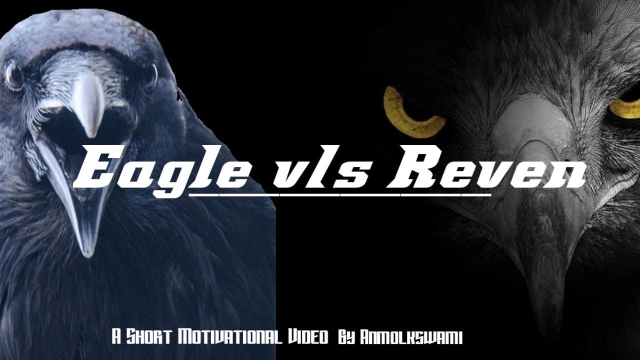 Eagle v/s Reven ll बाज़ ओर रेवेन  #Short #Motivational #YoutubeShort #Anmolkswami