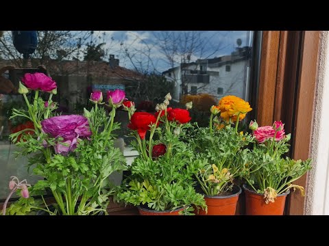 Video: Tohumda Yetiştirilen Hellebore Bitkileri - Tohumdan Hellebore Nasıl Yetiştirilir