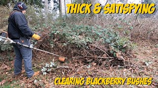 Blackberry Mulching with Brush Cutter | Stihl FS131 #Satisfying #Landscaping #Blackberry