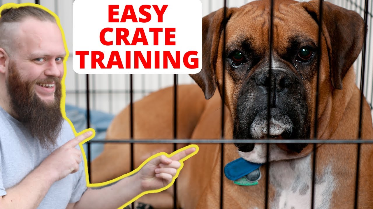 Voluntary Crate Training for Dogs, Part 1 — Lavengel