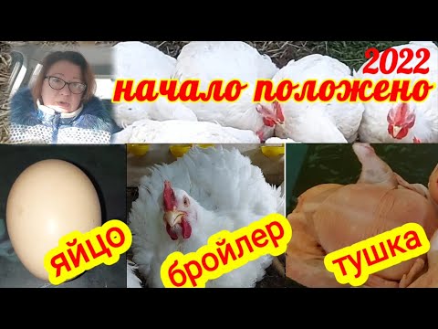 Купила яйцо. Начинаю выращивание крупного бройлера. Присоединяйтесь. Бройлеры