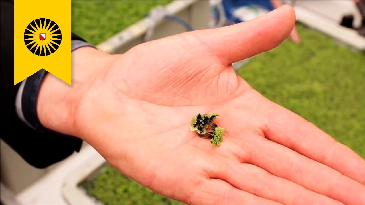 Unravelling Solutions For Future Food Problems Trailer YouTube