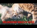 Funny Dog and Cats Playing