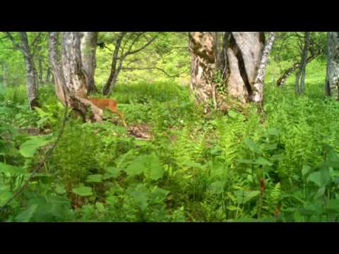 შველი ლაგოდეხის დაცულ ტერიტორიებზე