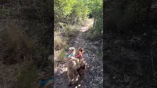 Irish Terriers nature hike @ De Wildt Adventure Trails by Ailimick Irish Terriers Southern Africa 119 views 10 months ago 1 minute, 6 seconds