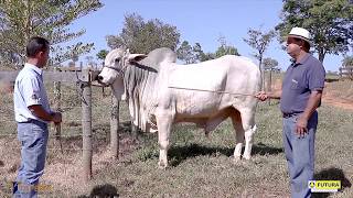 Aprendendo A Selecionar Um Reprodutor Nelore Criado À Pasto. Fazenda Tapera Rações Futura