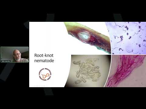 Uncover the Hidden Threats: Nematode Management in Turf