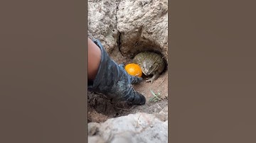 This is Why YOU Should NEVER Pet a Toad! #shorts