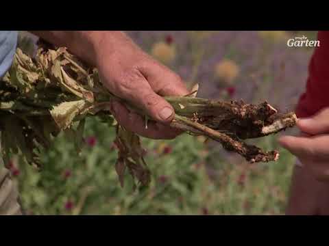 Video: Warum blühen orientalische Mohnblumen nicht: Wie man Blumen auf Ziermohnpflanzen bekommt