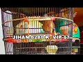 SUARA PERKUTUT BANGKOK KUALITAS LOMBA PRODUK JIHAN BIRD FARM PASURUAN