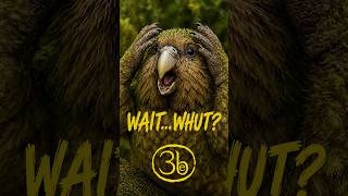 rare bird caws like bad Third Eye Blind song #doodoodoo