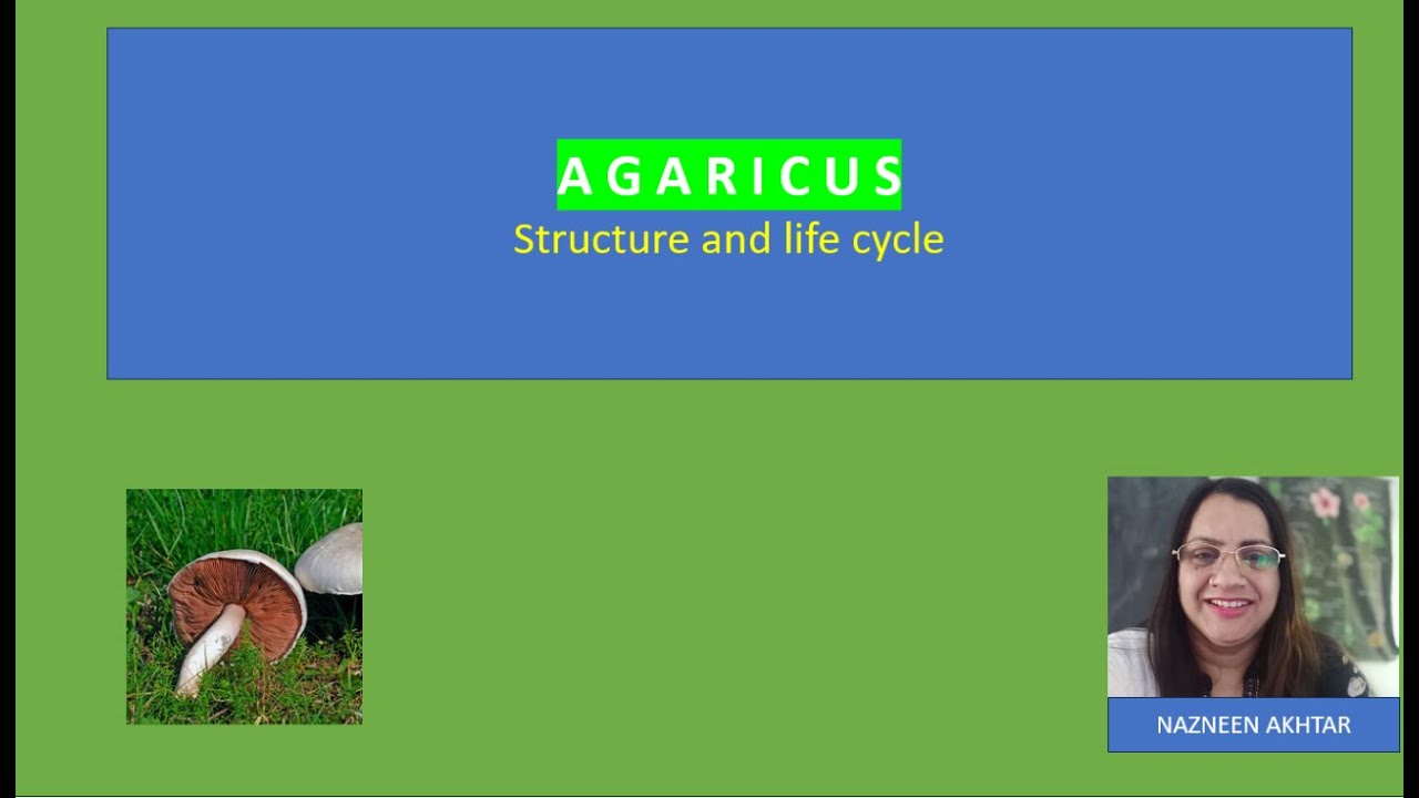 AGARICUS STRUCTURE AND LIFE CYCLE#botany #nazz studies - YouTube