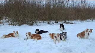 Roedel dolle in prachtige volle diepe laag sneeuw wandeling 2026