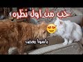 جبت لقطتى العريس الثانى | قصة حب بيلا وشوكت