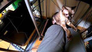 末期癌で大変な愛猫シャムエが膝に乗って来た