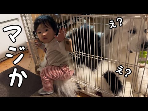 【えw】ケージに超大型犬と子犬が入っているとまさかの妹も中に入っちゃいました…｜グレートピレニーズ＆オールドイングリッシュシープドッグ