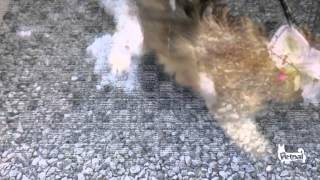 Random snaps of Meekha the wheaton terrier puppy screenshot 4