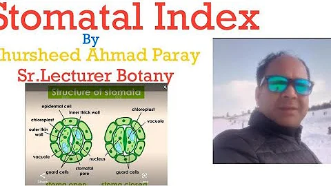 stomatal index