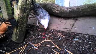 Download Lagu Silver campine and Vorwerk chickens eating grapes MP3