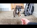 Puppy Learns How To Go Down Stairs Puppy Learns How To Go Down Stairs