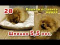 🐾 Щенкам Шпица 5,5 месяцев