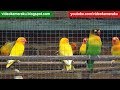 1 Hour Lovebird Sounds Aviary Series V5 - High Quality Audio Live Recording