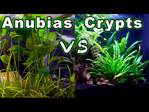 Video: Cryptocoryne - Plants For The Aquarium