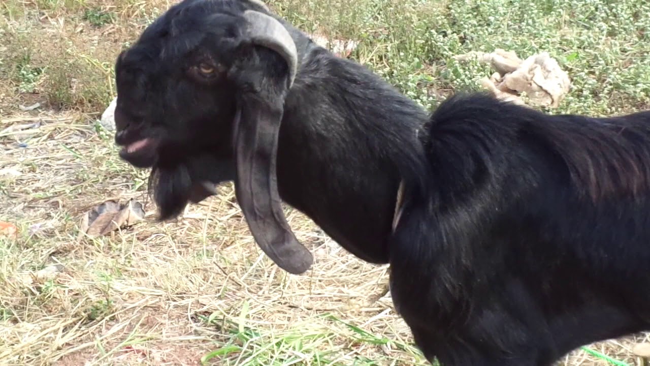KAMBING JAWA 