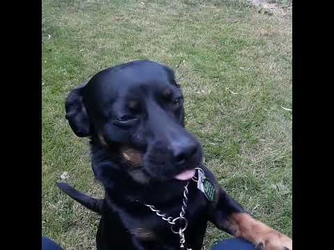 Video: Adoptable Hund der Woche - Taylor