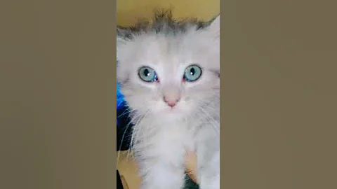 Watch the video about Show quality kitten for sale original Persian kitten available fast contact me royal pet shop