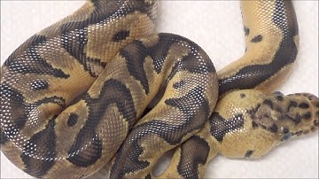 2019 1 Male Pastel Enchi Clown Ball Python