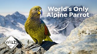 Mountain Parrot: How the Kea ended up In New Zealand Alps | Wild to Know