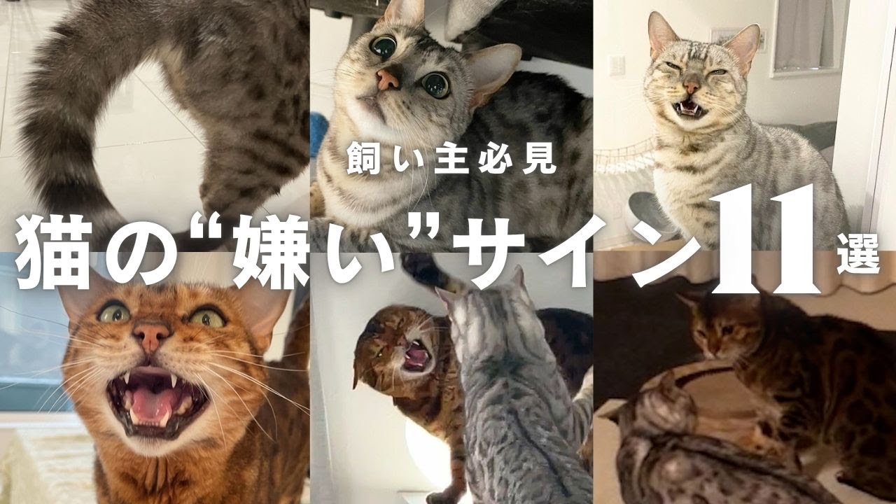 【海外研究でも判明】猫が“本当に嫌いな時”に見せる11のサイン｜気づかないと信頼が崩壊⁉︎