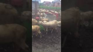 Dhet E Jashar Vocit Resimi