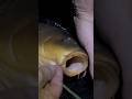 #pesca #notturna alla #carpa ‼️ #nightfishing #carpfishing #carp #shorts