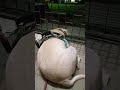 Labrador night- Sammy #labrador #lab #trending #viral #viraldog #viralshorts #dogs #dogshorts #dog
