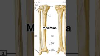 Meditsina Doctor Book