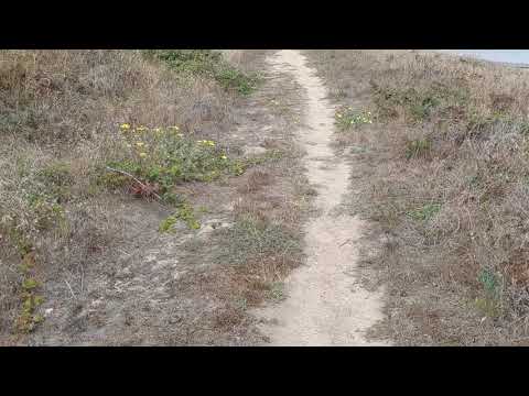 Video: 3 cách để có được cỏ dại ở California