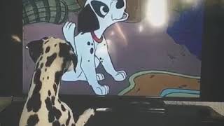 Dálmata Adora Ver 101 Dálmatas En Tv