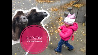 Прогулка / В гостях у животных Прогулка / В гостях у животных