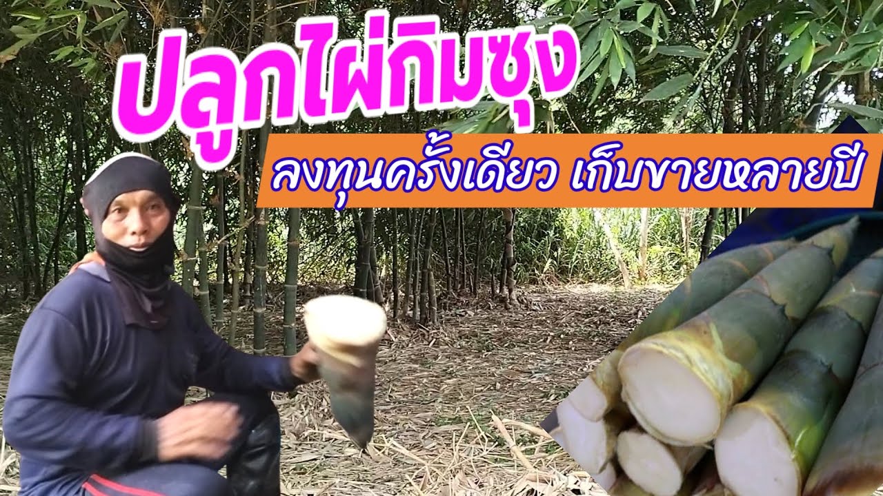 ปลูกไผ่กิมซุง ลงทุนครั้งเดียว เก็บขายได้หลายปี