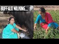 Buffalo milking by hand village real life vlog  dairy farm routine