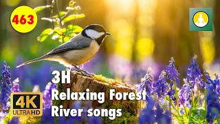 Enchanting Forest Birdsong ASMR  Peaceful Woodland Ambiance for Yoga  Meditation 463